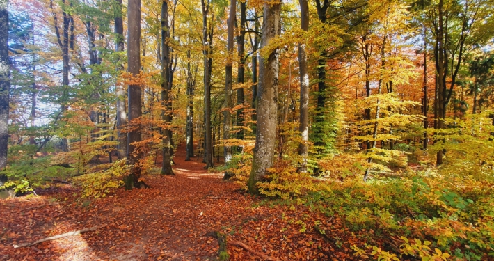 Wald in Gerstetten©N. Bese