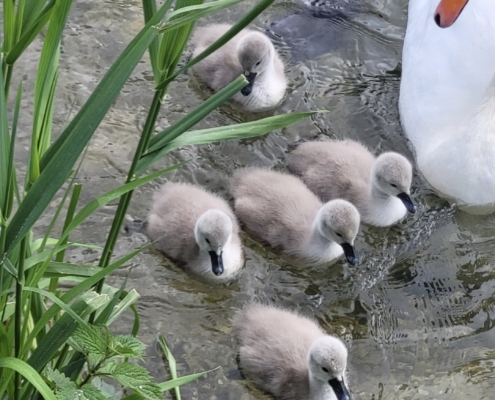 Brenz bei Anhausen Schwäne Brenz Bei Anhausen Schwäne