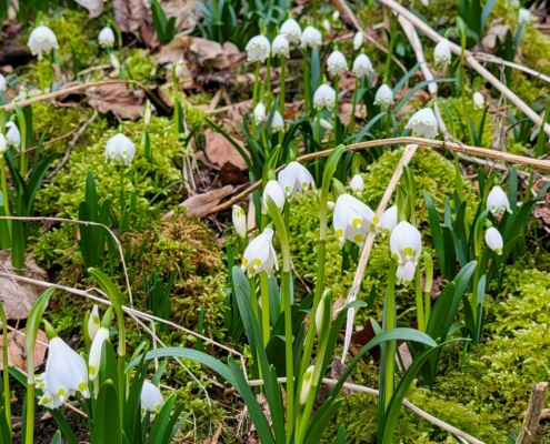 Eselsburger Tal Märzenbecher 2
