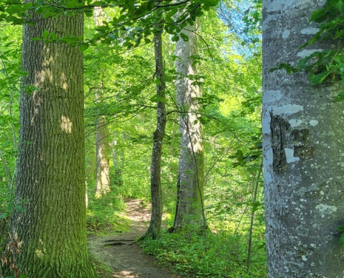 Falkenstein Waldpfad