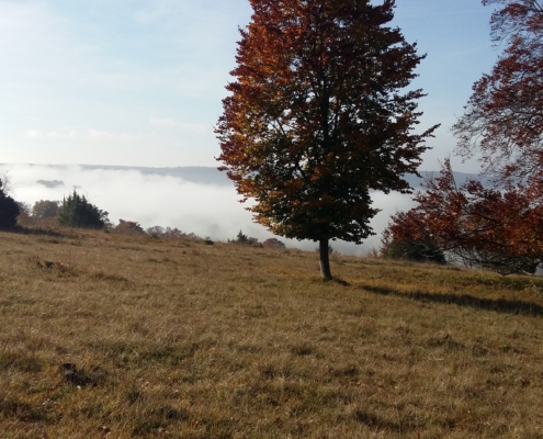 Heide Bei Steinheim Mit Nebel