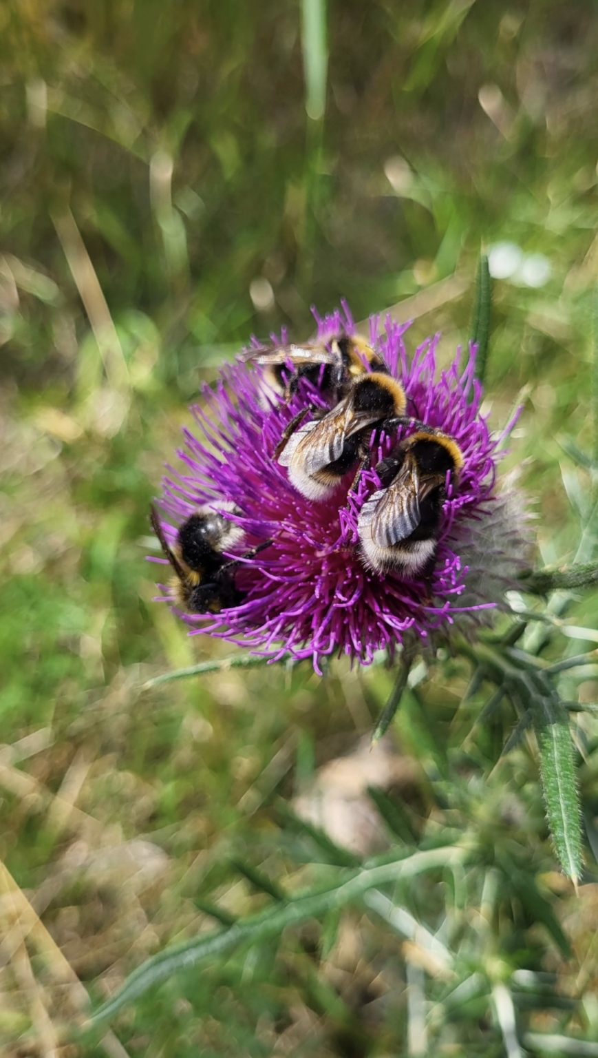 Heide Mit Distel Und Bienen