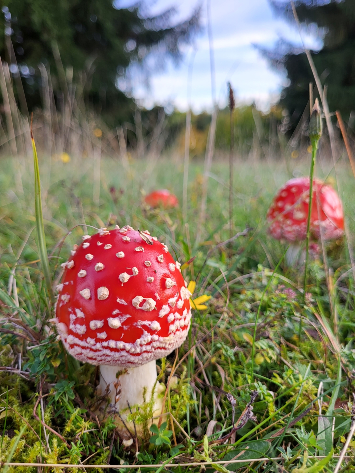 Heiderose Fliegenpilz