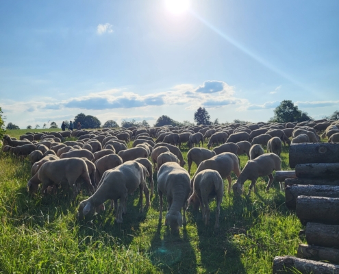 Heiderose Schafherde