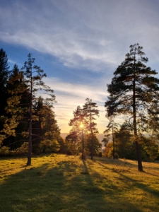 Heiderose Sonnenuntergang