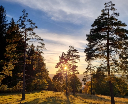 Heiderose Sonnenuntergang