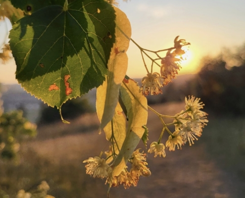 Lindenblüten Im Sonnenuntergang